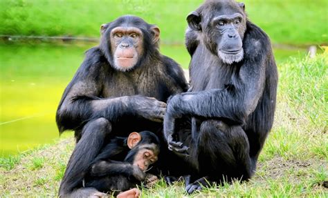 how are beavors similar to humans